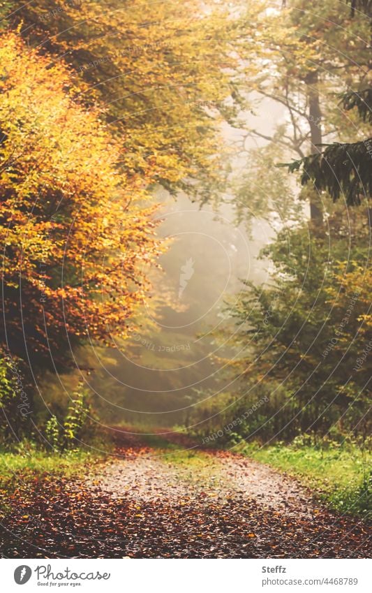 Waldweg im Nebel Herbstnebel unheimlich neblig nebelig ungewiss undurchschaubar Haiku Herbstfarben Herbstfärbung Weg Oktober Oktoberwetter geheimnisvoll