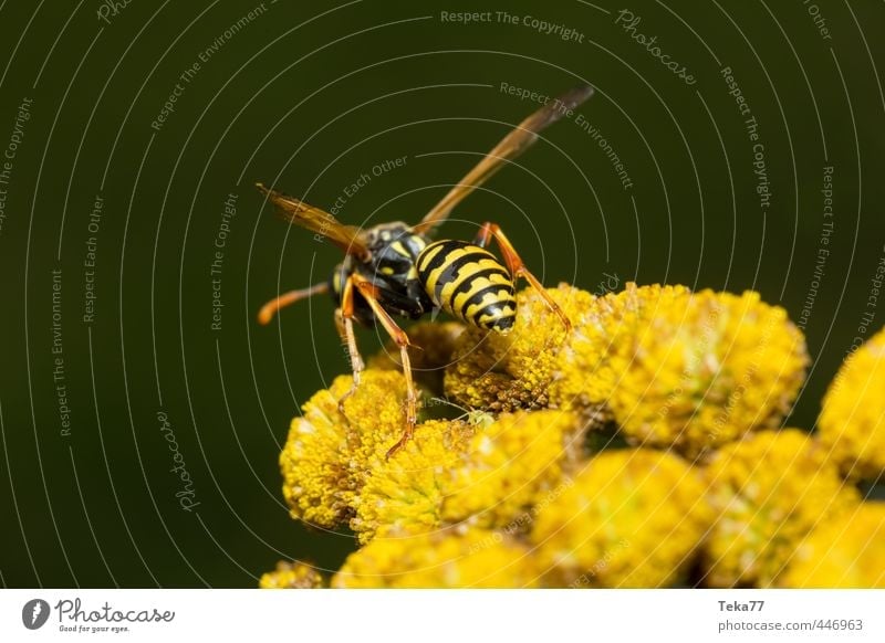 Bereit zum Angriff Natur Pflanze Blume Wildtier Flügel gelb Wespen schwarz Stich Sommer Farbfoto Nahaufnahme Detailaufnahme Makroaufnahme