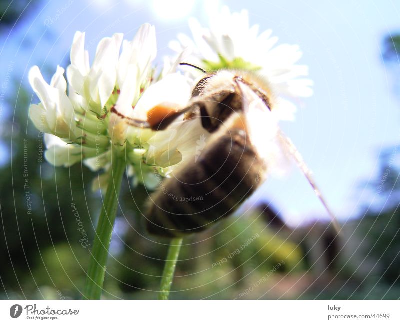 auf der suche nach süßem Sommer Blume Gänseblümchen Wiese Wespen Physik bestäuben Tier Biene Maja grün frisch Verkehr Sonne sun flower bine Wärme Ernte Natur