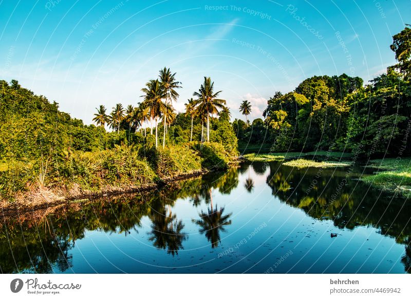 im regenwald Fernweh Baum Urwald Malaysia Ferien & Urlaub & Reisen Landschaft grün Umweltschutz Ferne Klima Klimawandel Pflanze fantastisch Paradies Asien