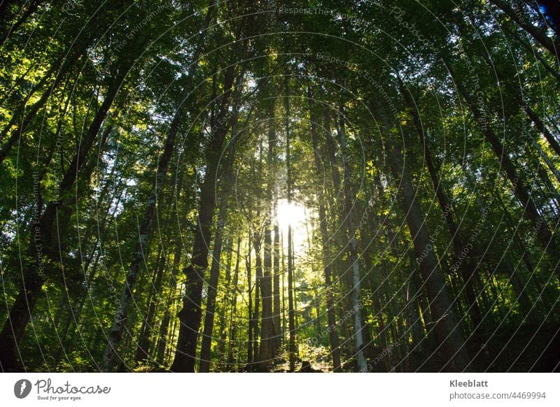 Lichtstimmung- Sonnenstrahlen  dringen geheimnisvoll durch die Grünen Bäume - Stille Stimmung Unschärfe Natur Stimmungsbild natürliches Licht Lichteinfall ruhig
