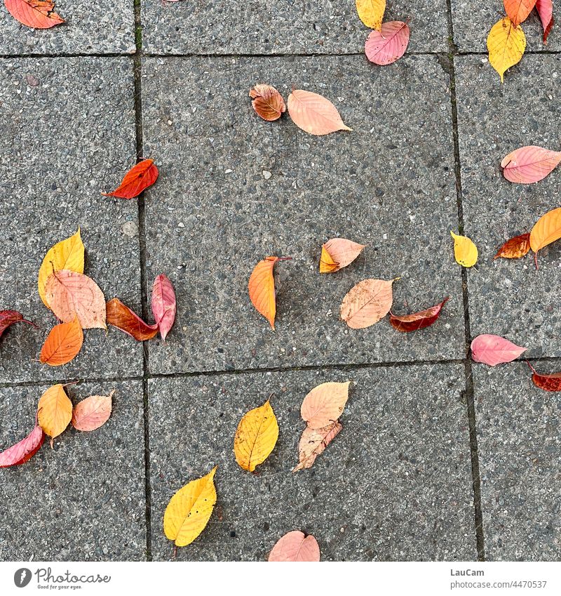 Herbstanfang - bunte Blätter auf dem Asphalt Blatt Laub Laubwerk Herbstlaub Herbstfärbung Herbstbeginn Natur Jahreszeiten Vergänglichkeit herbstlich
