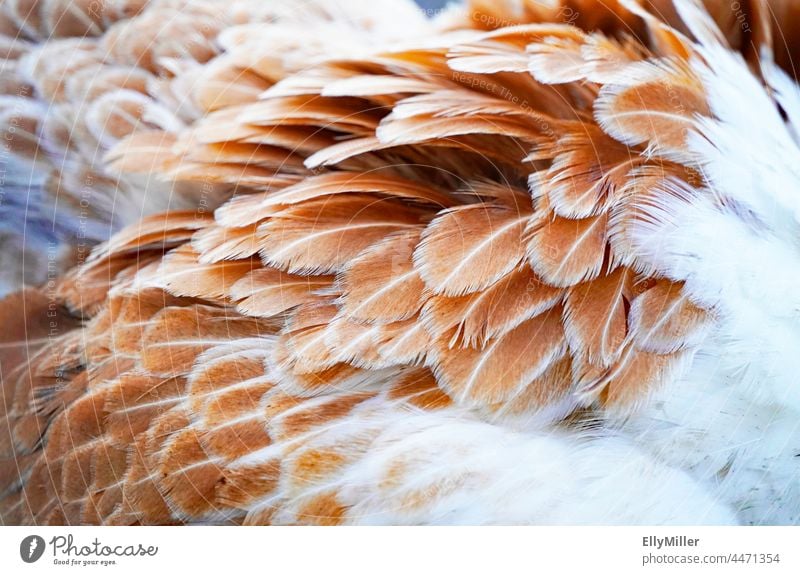 Braun weißes Gefieder eines Huhns in Nahaufnahme. Feder Federn Makroaufnahme Tier Vogel Hintergrund braun weich Flügel Detailaufnahme