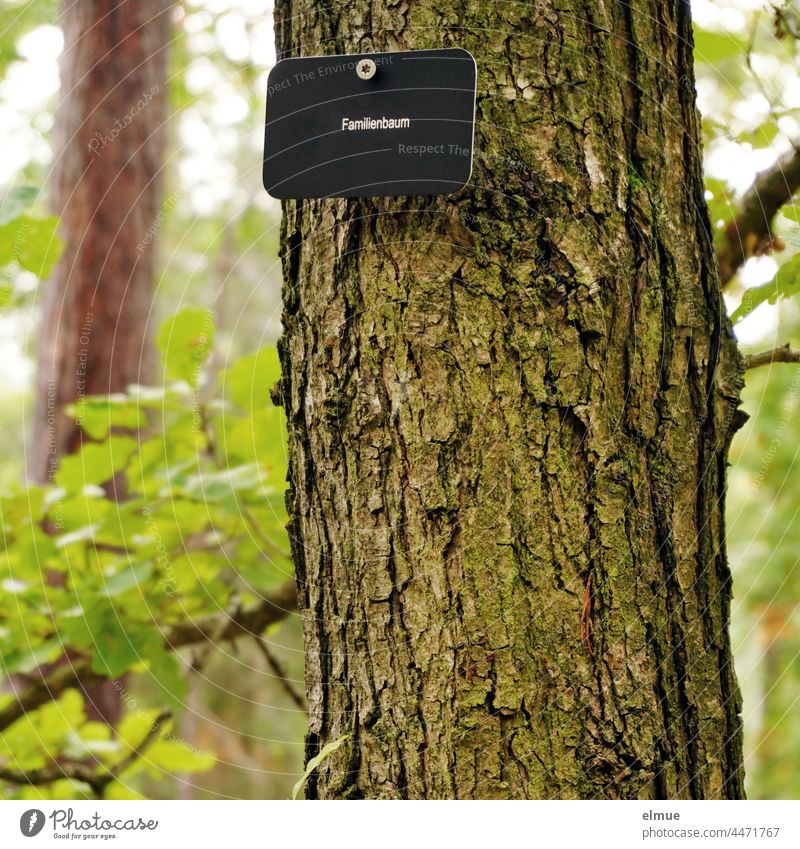 schwarzes Schild mit Aufschrift  - Familienbaum - an einem Baum eines Bestattungswaldes / Ruheforst / Friedwald Waldbestattung Alternative zum Friedhof