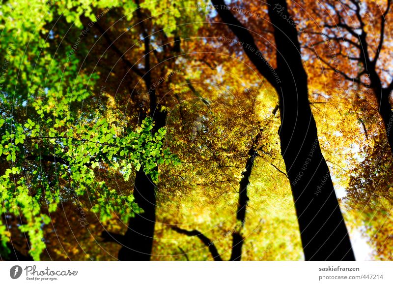 Herbstfarben Umwelt Natur Landschaft Pflanze Himmel Sonnenfinsternis Schönes Wetter Baum Blüte Wald Holz ästhetisch glänzend Unendlichkeit hoch natürlich viele