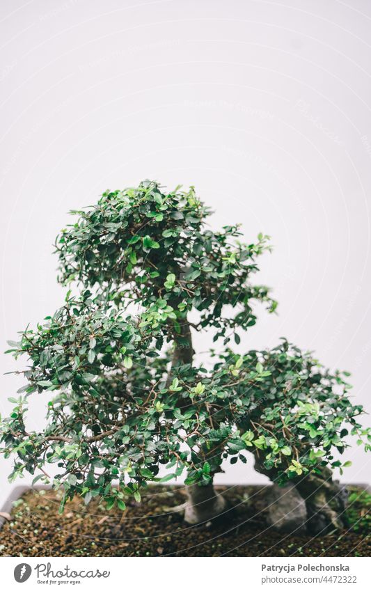 Grüner getöpferter Bonsaibaum vor grauem minimalistischem Hintergrund Baum sehr wenige eingetopft Japanisch Textfreiraum oben Pflanze