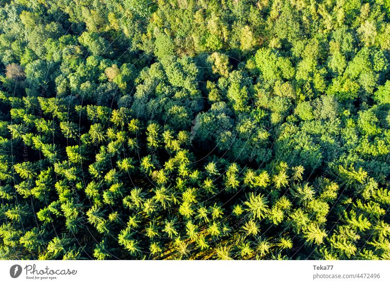 Die Waldgrenze wald wälder natur luftbild bäume von oben tannenwald mischwald laubwald klimawandel borkenkäfer