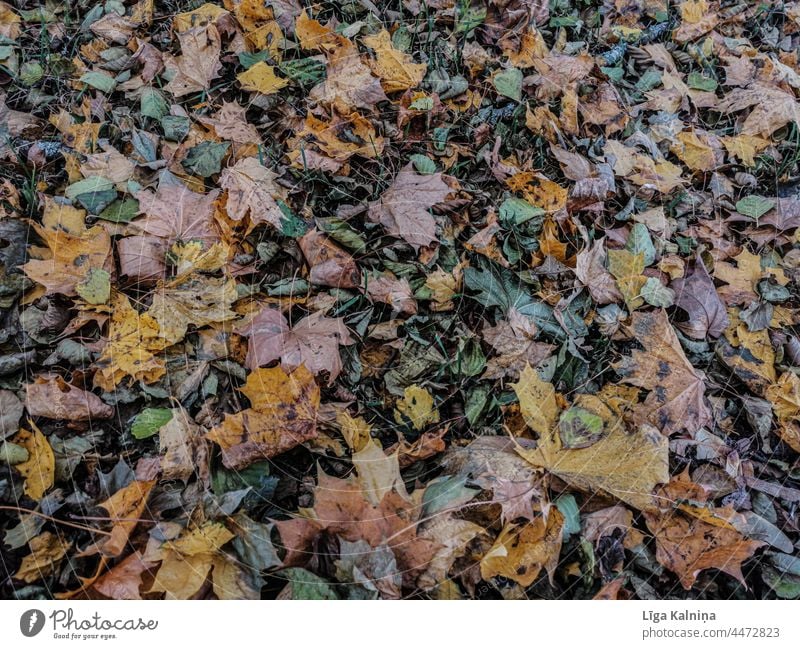 Vollbild von Herbstblättern Blätter Herbstlaub Herbstfärbung Blatt Herbststimmung Außenaufnahme Farbfoto herbstlich Laubwerk Hintergrund Umwelt Herbstwetter