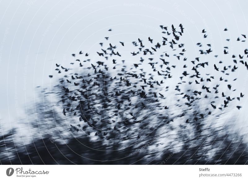 plötzlich hoch oben | hunderte Flügelschläge | in der Stille Vögel Vogelflug Vogelschwarm Wildvögel Stare Schwarm Haiku Vogelzug fliegen Freiheit Flügelschlag