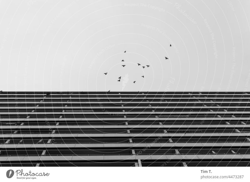 Eine Plattenbau Fassade . Eine Gruppe Tauben im Flug Berlin s/w bnw Schwarzweißfoto Außenaufnahme Stadt Architektur Menschenleer Hauptstadt Stadtzentrum Tag