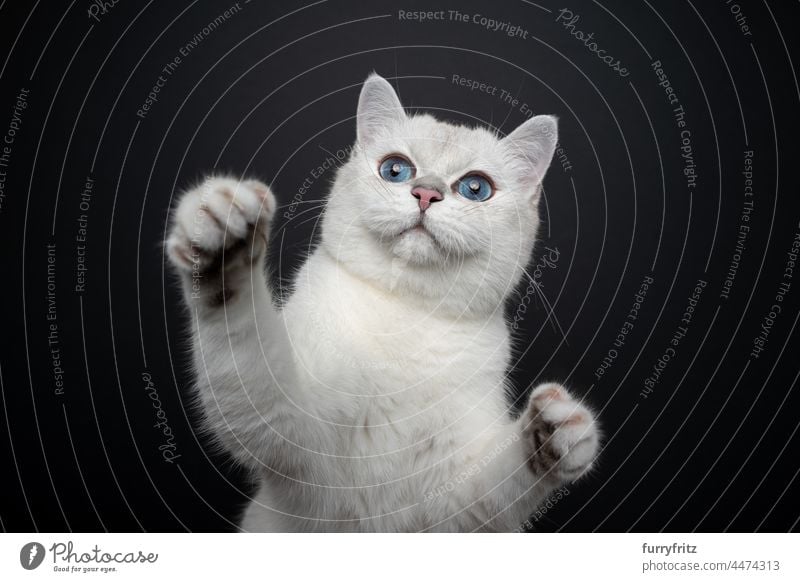 verspielte weiße Britisch-Kurzhaar-Katze mit blauen Augen, die sich aufbäumt und die Pfoten hebt Ein Tier im Innenbereich Studioaufnahme Haustiere Rassekatze