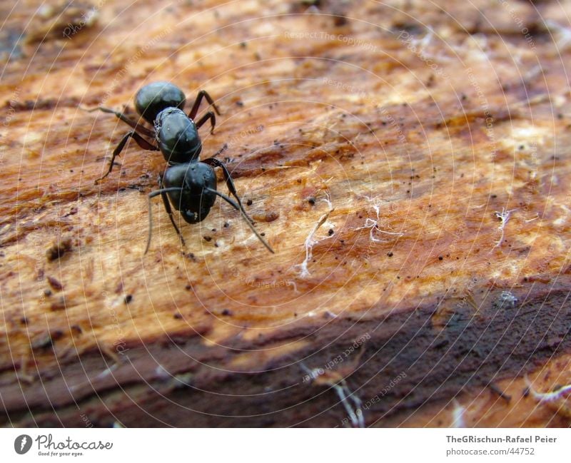 Ameise schwarz krabbeln Tier stark Fühler Baum Stress antz das grosse krabeln big mamma wil strong Beine Natur bmeise Makroaufnahme run away Angst