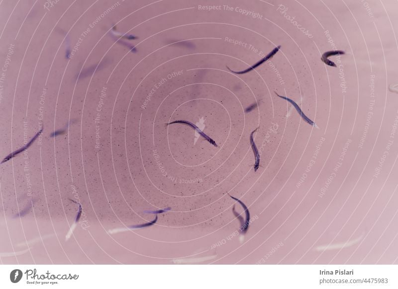 Kleine Sandaalfische im Meerwasser. abstrakt Tier Aquakultur Aquarium aquatisch Baby Hintergrund fangen Farbe farbenfroh dreckig Essen Aal Fauna Fisch Fische