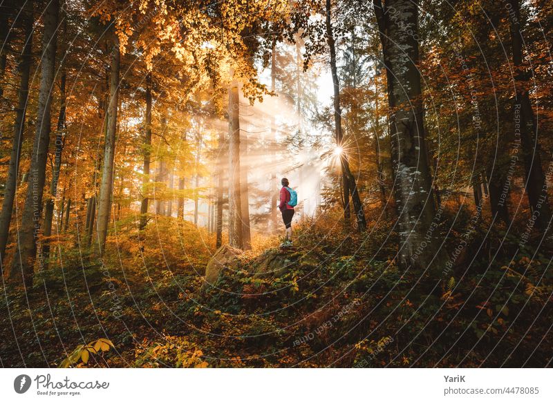Herbst-Spot herbstlich herbstwald lichtstrahlen lichtspot lichtspiel sonnenstrahlen bayerwald bayerischer wald bäume laub orange gelb waldboden wandern