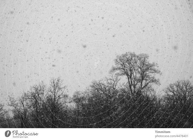 Leichtigkeit | Sich einfach fallen lassen Winter Schneefall Schneeflocken leise Landschaft Bäume Himmel kalt weiß schwarz Wintertag Winterstimmung Außenaufnahme