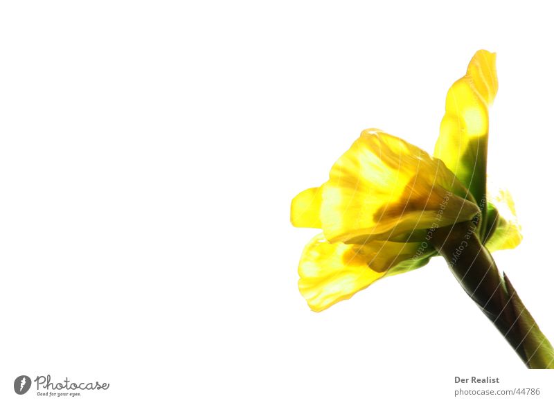 Flower Blume Langzeitbelichtung weiß gelb schön Sonnenblume Hintergrundbild hell Teilung Kontrast