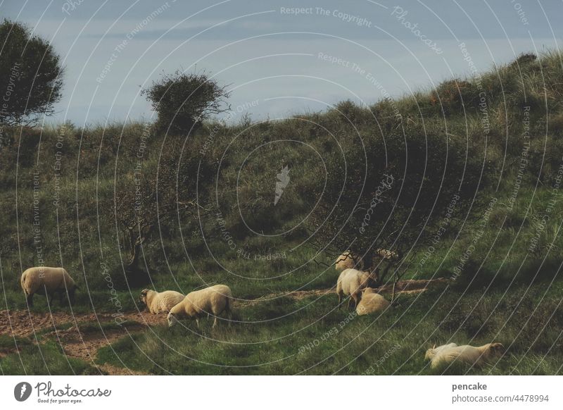 tierliebe | das paradies auf erden Schaf Schafe Schafherde frei friedlich Frieden Paradies Tiere Dünen Dänemark Landschaft Herde Tiergruppe Wolle Schafswolle