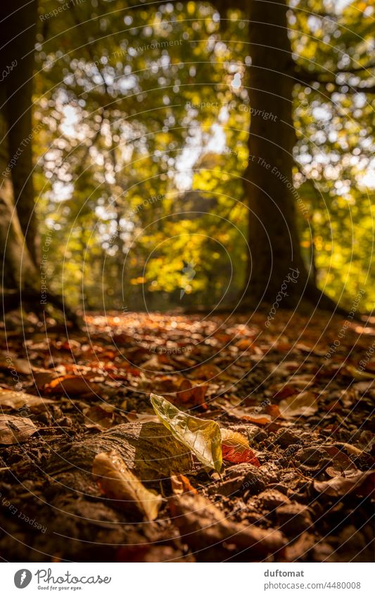 mit Blättern bedeckter Waldboden im Herbst Boden orange golden Baum Natur Blatt fallen Stimmungsbild Jahreszeiten Hintergrund Park Farbe natürlich Pflanze Licht