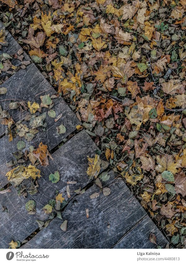 Herbstlicher Hintergrund aus Blättern und Holzplanken Herbstlaub Herbstfärbung Herbstwetter Herbststimmung Natur herbstlich Herbstwald Herbstlandschaft Laubwerk