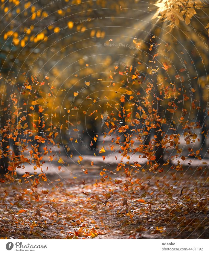 gelbe gefallene Blätter fliegen im Herbst im Park. Idyllische Szene am Nachmittag in einem leeren Park herbstlich Schönheit hell braun Windstille Deckung Tag