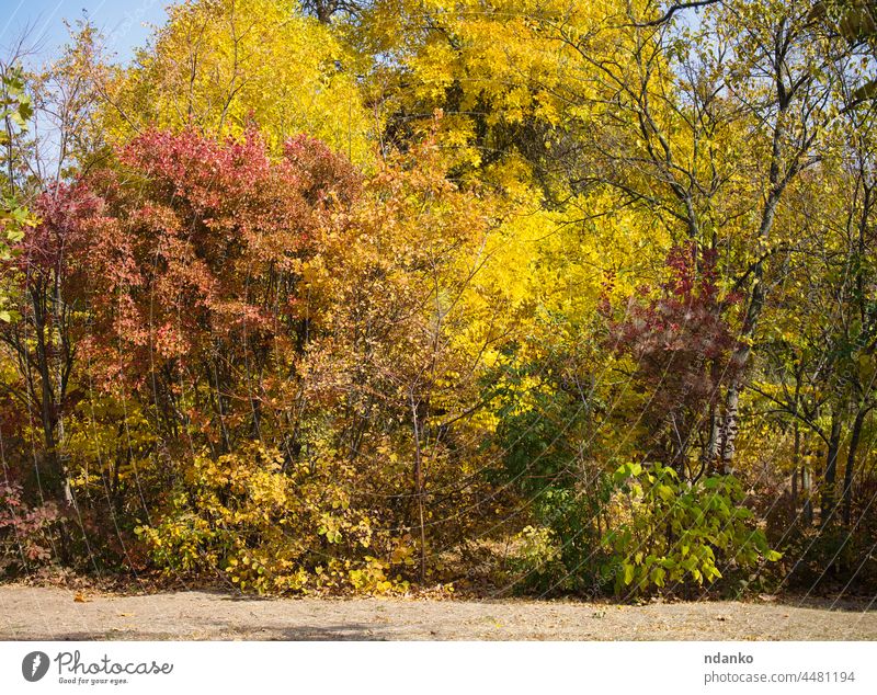 Blick auf den Herbstpark, Bäume mit gelben und grünen Blättern an einem sonnigen Tag Baum Blatt Natur Landschaft im Freien Saison fallen Wald Park Ansicht Holz