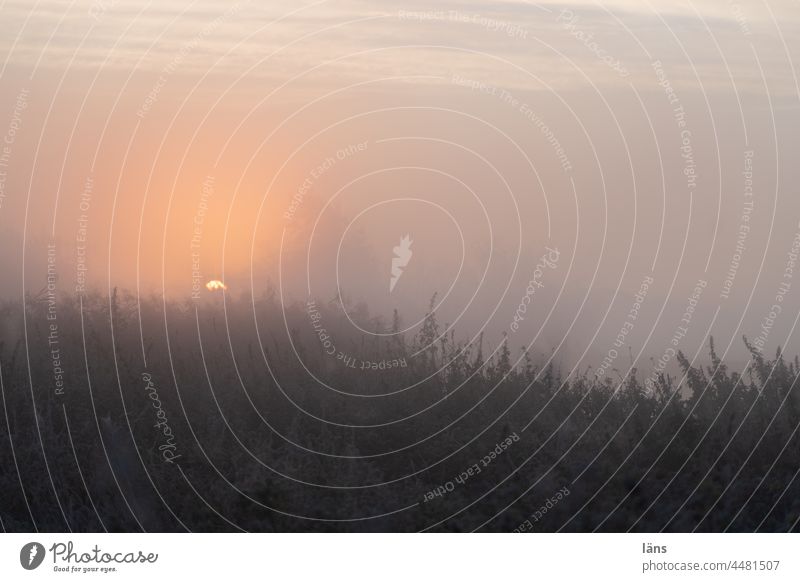 UT Teufelsmoor l Sonnenaufgang im Nebel Morgendämmerung Landschaft Außenaufnahme Menschenleer Sonnenlicht Moor Farbfoto Gegenlicht Textfreiraum oben