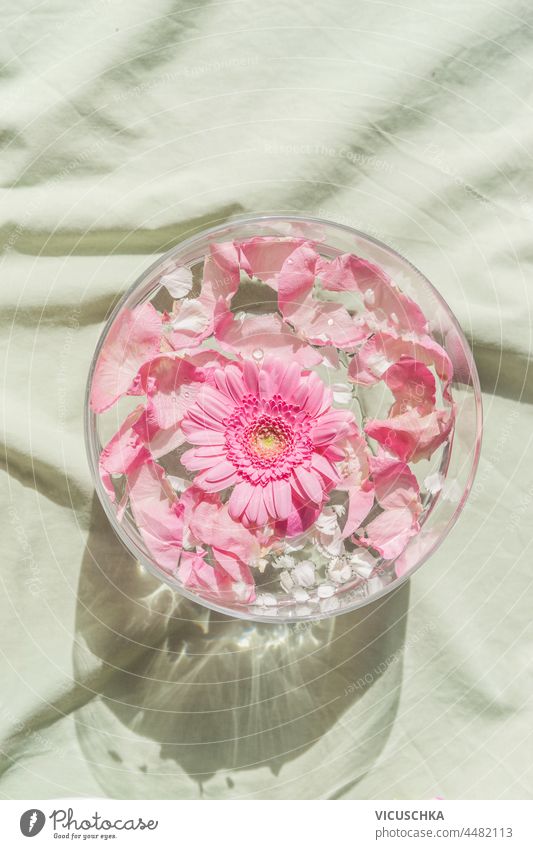 Wasserschale mit schwimmenden rosa Blumen auf pastellfarbenem Textil. Gerbera und Rosenblüten in einer Glasschale. Natürliche Lichteffekte. Ansicht von oben.