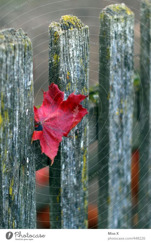 der Herbst ist da Blatt Garten rot Herbstfärbung Farbe Holzbrett Zaun Holzzaun Zaunpfahl Ahornblatt Herbstlaub herbstlich Herbstbeginn Farbfoto mehrfarbig