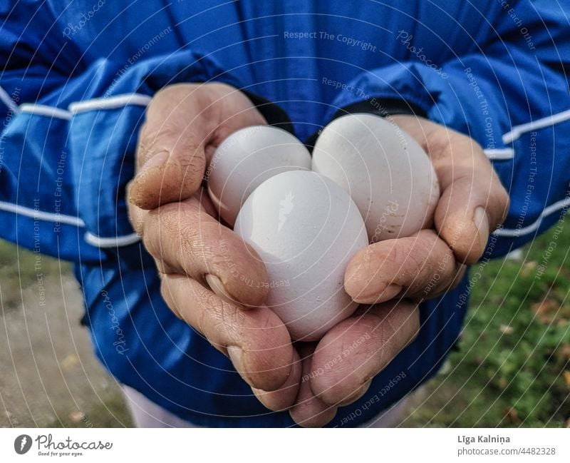 Die Hände halten drei Eier Halt Finger Hand Mensch Handfläche Körperteil Arme Lebensmittel Foodfotografie Essen und Trinken