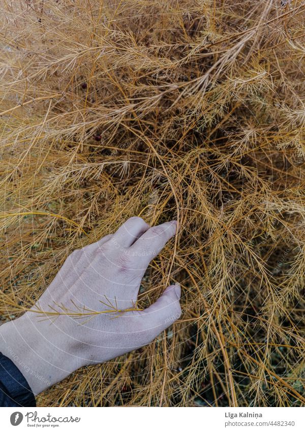 Hand berührt braunes langes Gras berührend Frau im Freien Natur Hintergrund