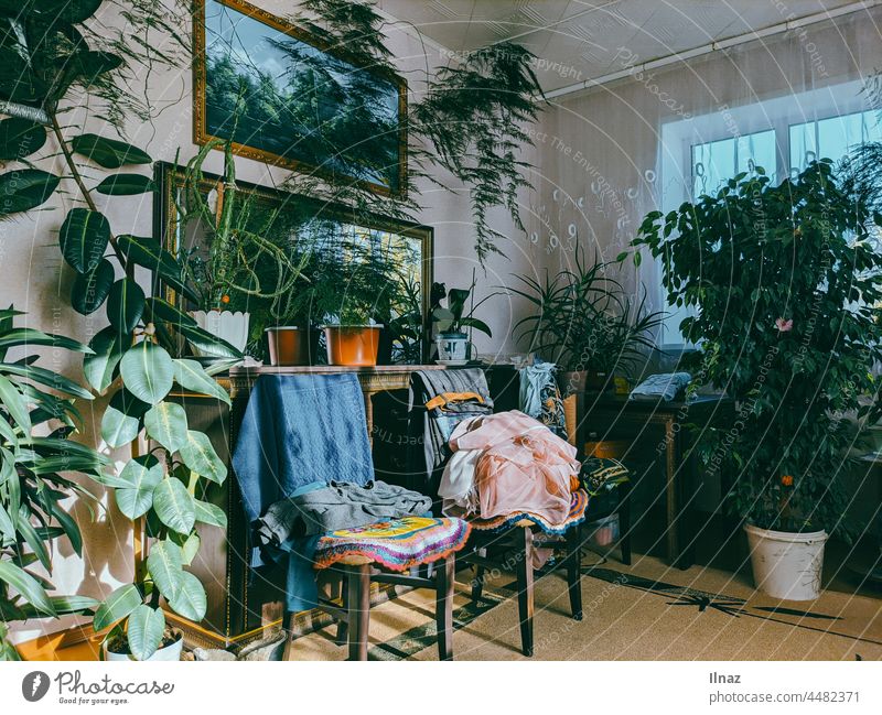 Ein Wohnzimmer an einem sonnigen Tag voller Pflanzen und Möbel Raum im Innenbereich Innenaufnahme Innenarchitektur sonniger Tag Spiegel Fenster Teppich Stuhl