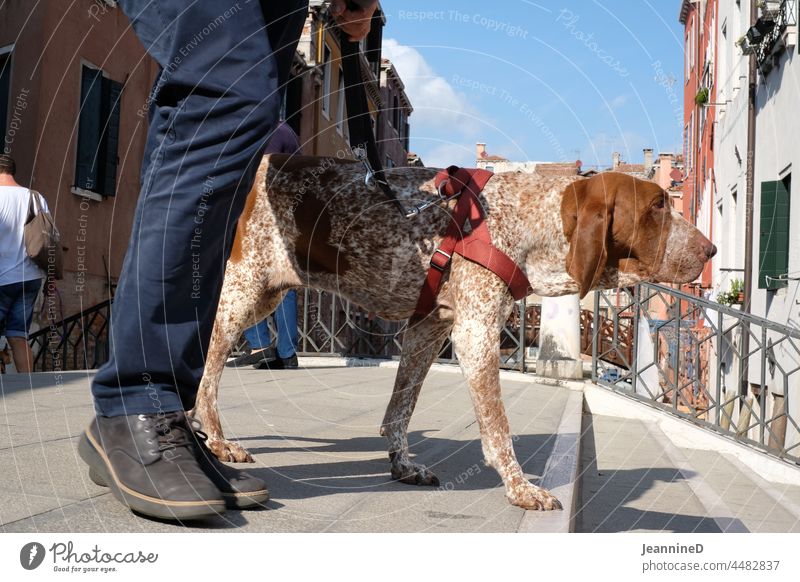 Hund an Hundeleine spaziert über eine Brücke Spazieren gehen Tag Gassi gehen spazieren Haustier Venedig Alltag Alltagsleben Stadtspaziergang Tier herrchen