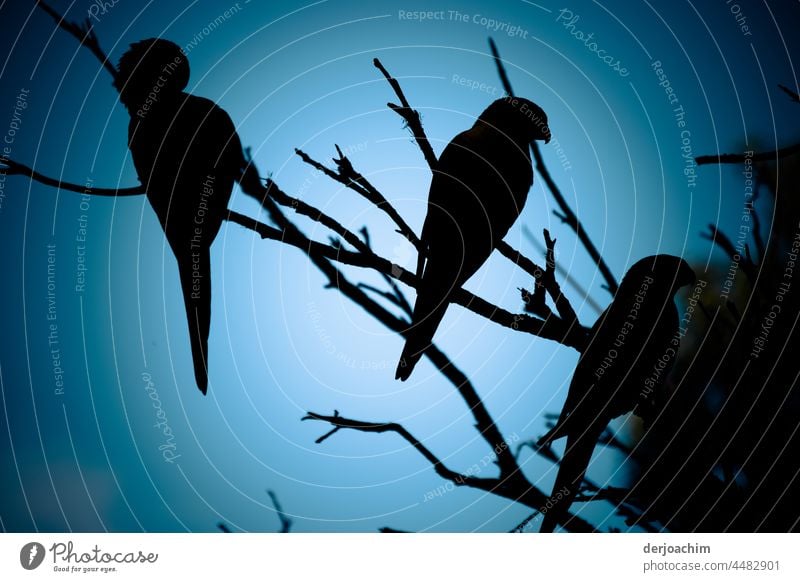 Alle Vögel sind schon da. Treffen von mehreren wilden  Papageien auf einem Baum am Abend. Vögel sitzend Natur Außenaufnahme Tier Tag Farbfoto Vogel Umwelt
