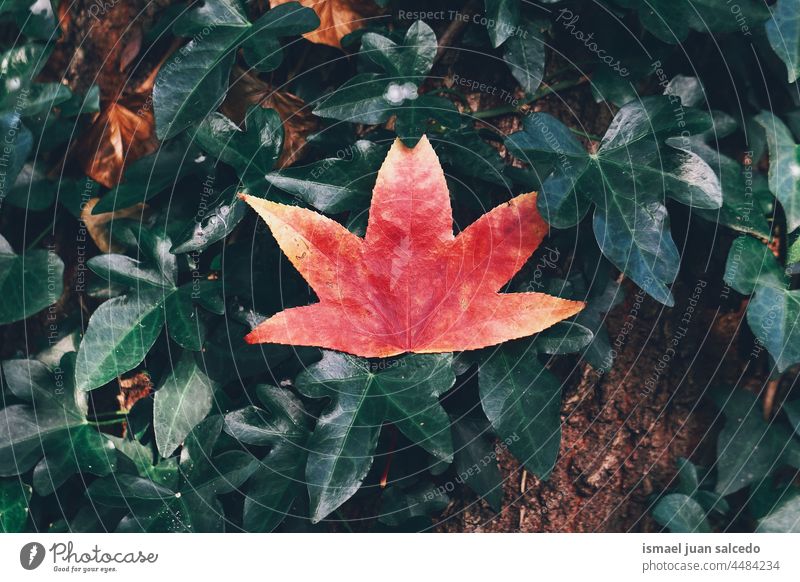 rotes Ahornblatt in der Herbstzeit Blatt rotes Blatt rote Blätter Natur natürlich Laubwerk Saison abstrakt texturiert im Freien Hintergrund Boden Schönheit