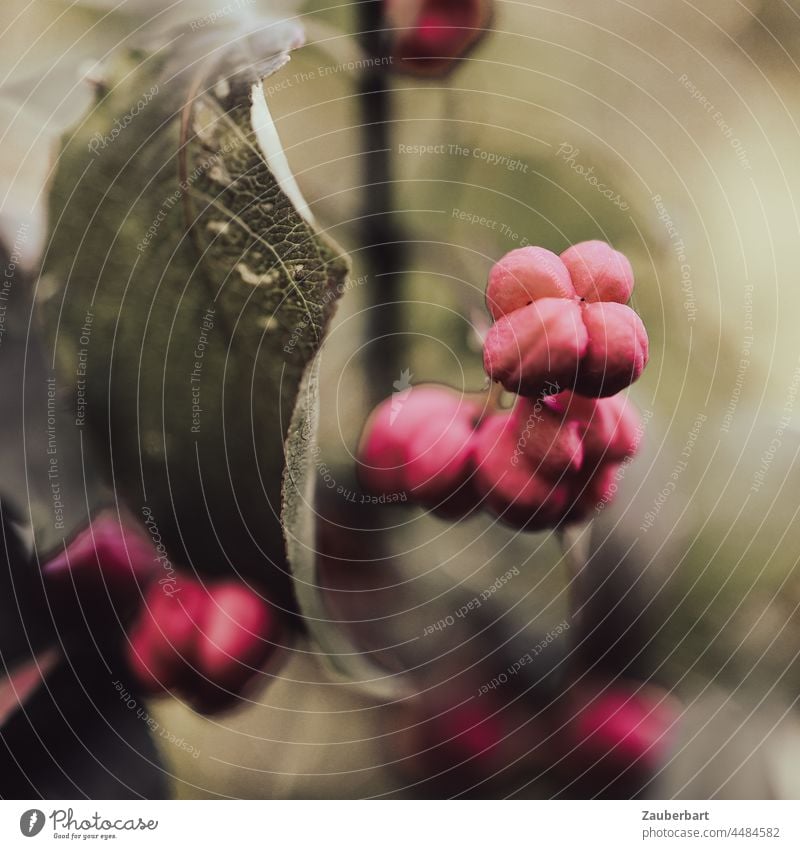 Rote Beeren des Pfaffenhütchens am Strauch mit Blatt rot Herbst herbstlich Pflanze Natur Beerensträucher Frucht Schwache Tiefenschärfe Nahaufnahme Wildpflanze