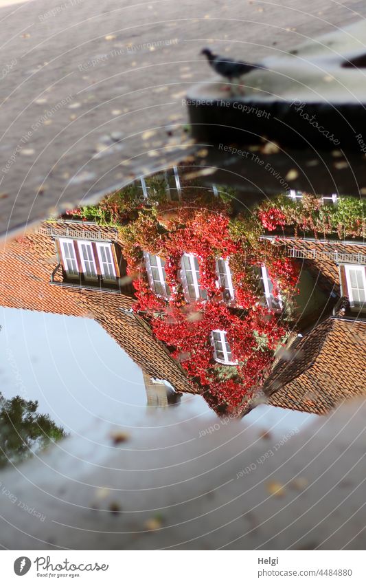 Herbst in der Pfütze - mit herbstlichem wilden Wein bewachsenes Haus spiegelt sich in einer Pfütze Spiegelung Gebäude wilder Wein Herbstfärbung Dach Dachpfannen