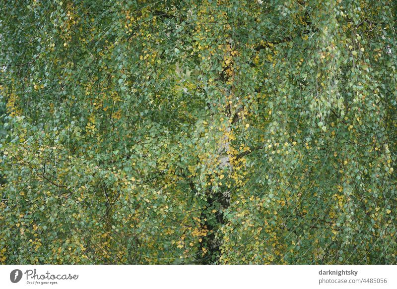 Laub, Äste und dahinter versteckter Stamm einer Birke, auch Sandbirke (Betula pendula) genannt Birken Birkenblätter Blätterdach Laubdach Außenaufnahme Baum