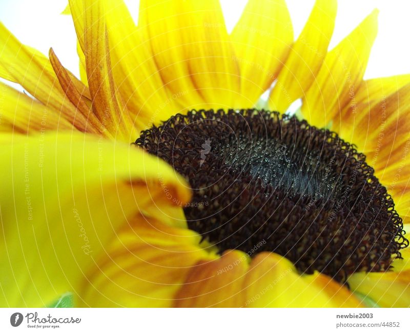 SuNFlOwEr Sonnenblume Blume gelb