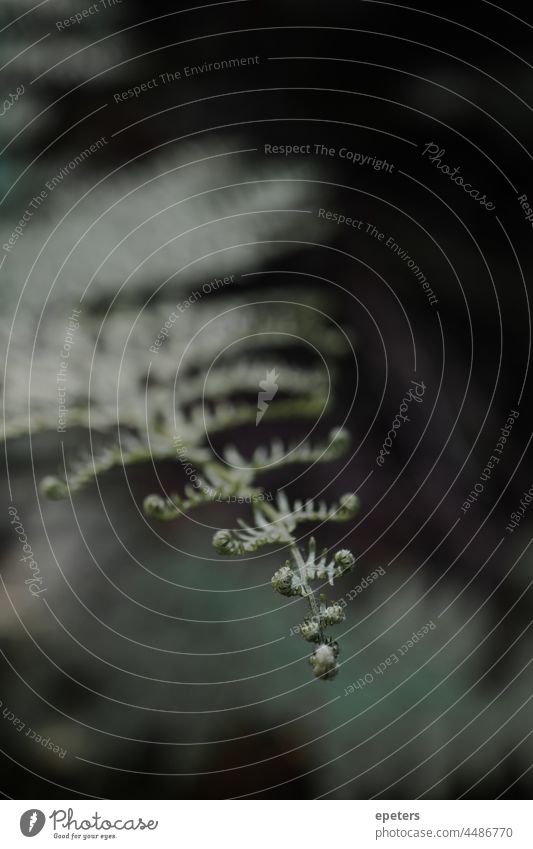 Close-up of a single fern branch afternoon background beautiful bokeh breath of fresh air close-up closeup color dawn environment ferns flora foliage forest