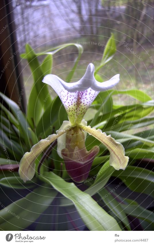 Orchidee Blüte Blume grün Natur