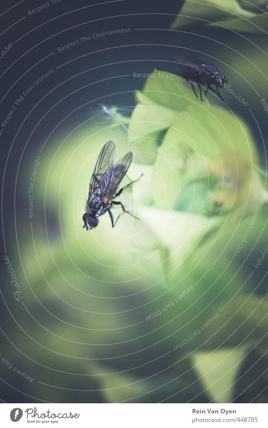 Fliegen fliegen Natur Insekten Schwebfliege Farbfoto schwarz Nahaufnahme Flügel Tier Makroaufnahme Beine Tierporträt Detailaufnahme