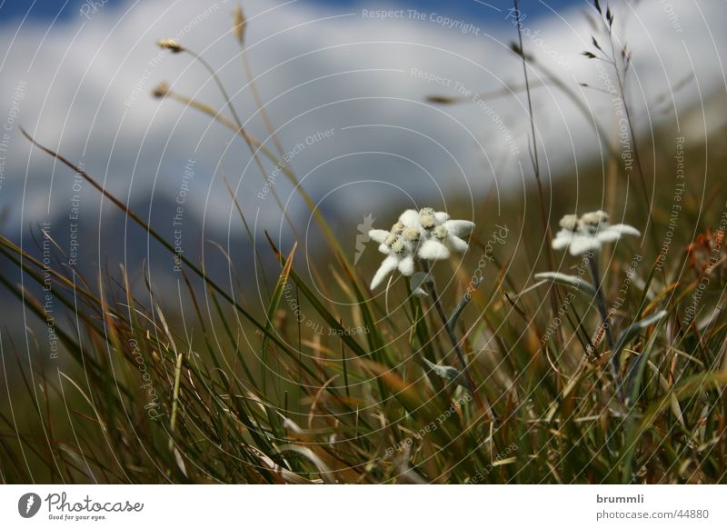 Stella Alpina Edelweiß Bergwiese Alpenwiese Blumenwiese Alm Blüte Umweltschutz Dolomiten edelweis Berge u. Gebirge rote liste monzoni Klettern mountain alps