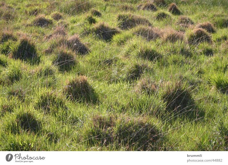 Kamelfriedhof Wiese Grasbüschel Moor Biotop grün Land Art Zwerg Natur troll meadow grass swamp dwarf