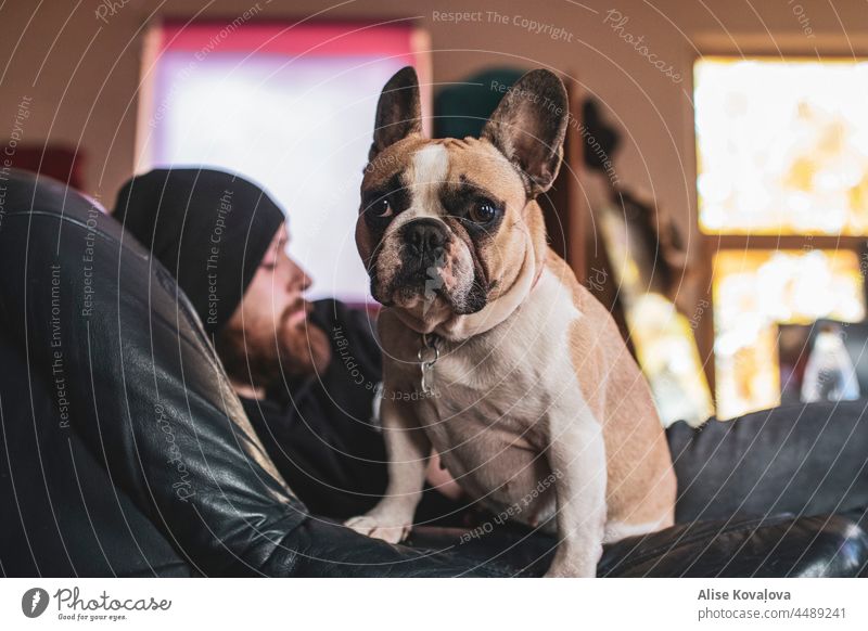fauler Samstag französische Bulldogge Zaunlatte Hund Tier Säugetier Eigentümer im Hintergrund Haustier niedlich Farbfoto Tierporträt Porträt jung Blick