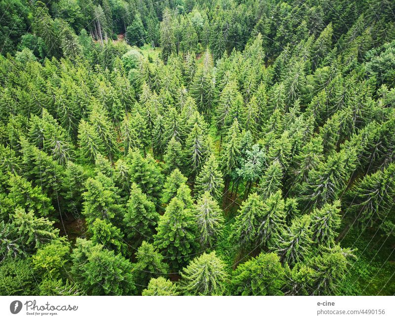 Schwarzwald Tannen und Fichten aus der Vogelperspektive von oben Tannenzweig Tannenbaum Bäume Natur Bad Wildbad grün Wald Baum Menschenleer Außenaufnahme