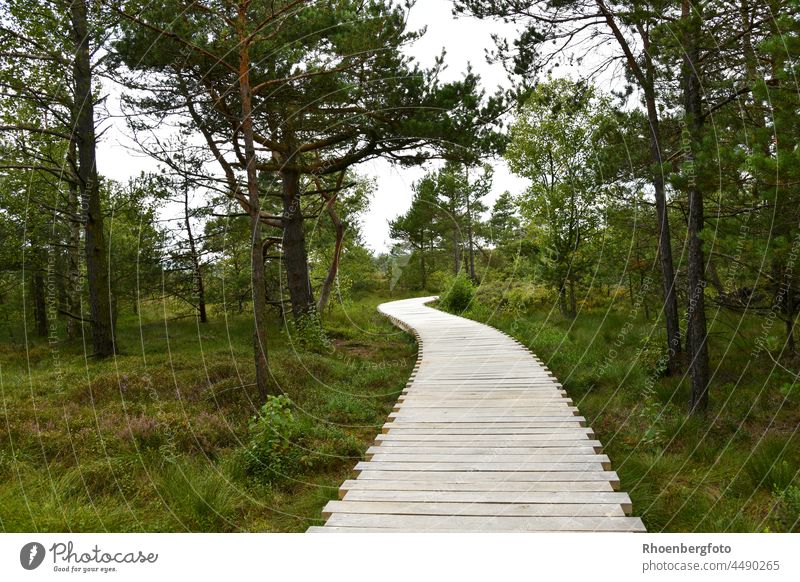 Bohlenweg im Schwarzen Moor in der bayrischen Rhön moor schwarz schwarze rhön bayern hessen thüringen dreiländerecke biosphärenreservat ausflug urlaub