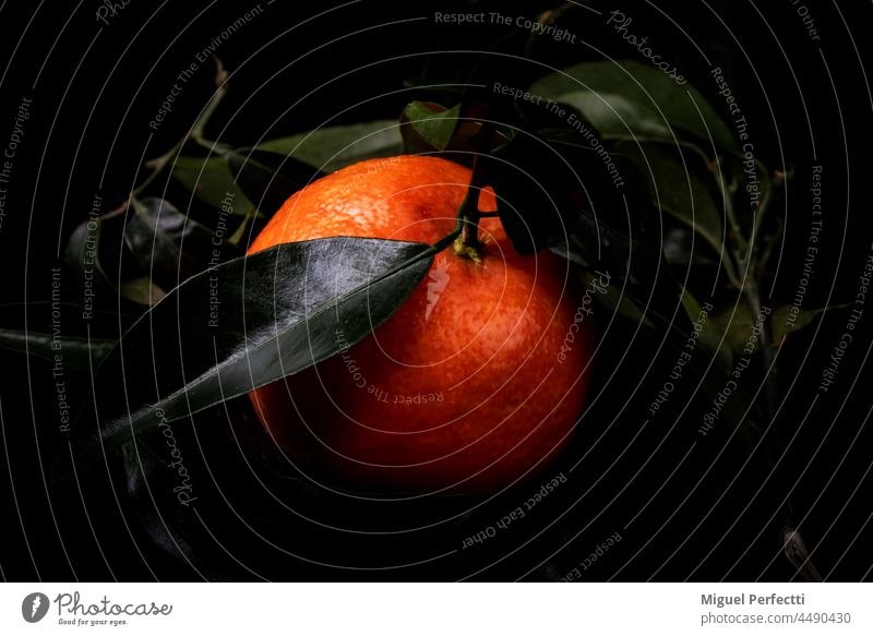 Nahaufnahme einer Mandarine vor schwarzem Hintergrund. Blätter orange grün Frucht Zitrusfrüchte Lebensmittel vereinzelt Gesundheit dunkel natürlich Saison reif