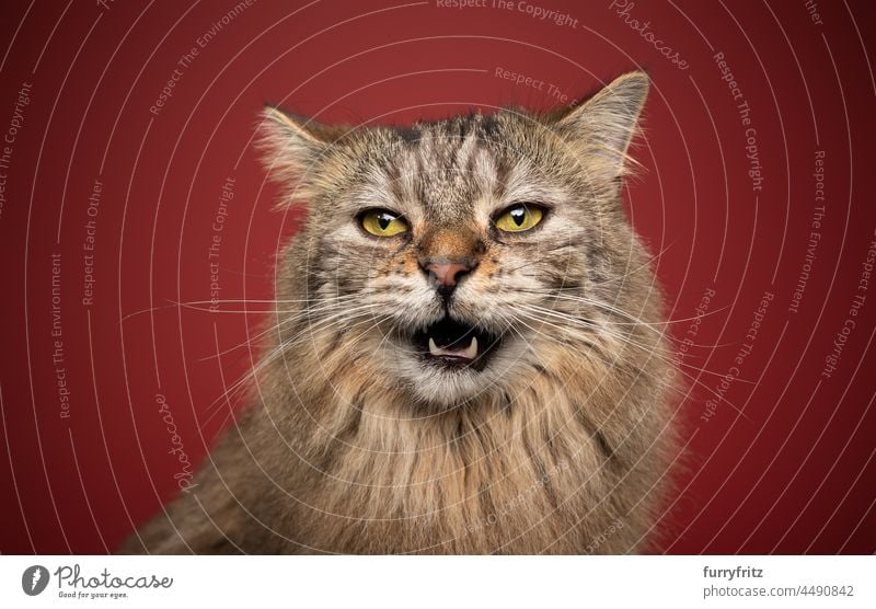 flauschige Katze mit gelben Augen machen lustiges Gesicht miauen auf rotem Hintergrund Langhaarige Katze Haustiere fluffig Fell katzenhaft Norwegische Waldkatze