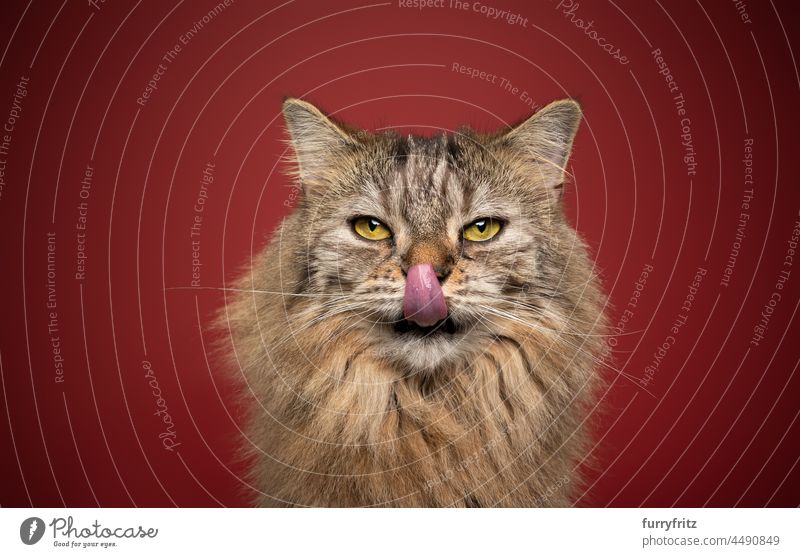 hungrige flauschige Tabby-Katze leckt Lippen Porträt auf rotem Hintergrund Langhaarige Katze Haustiere fluffig Fell katzenhaft Norwegische Waldkatze
