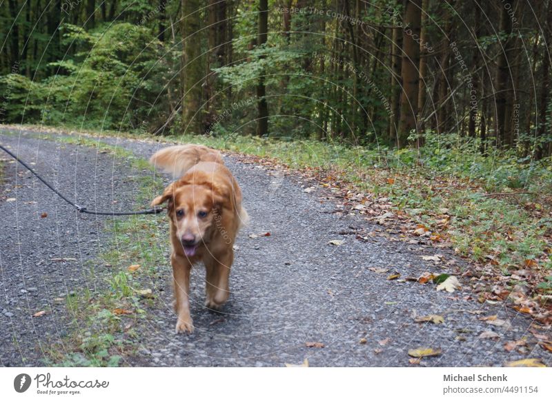 Ein Golden Retriever auf einen Waldweg beim Spaziergang Hund,Rassehunden, Golden Retriever, braun,Spaziergang, wald, Tier Farbfoto Tag Nase